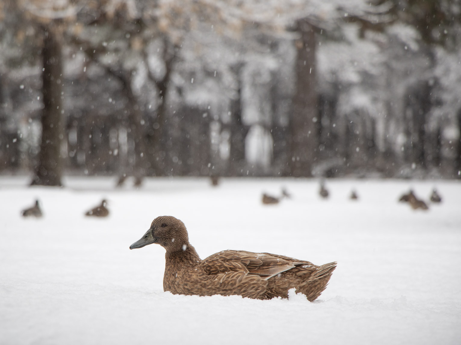 A large brown duck sits in the snow, other ducks sit in the blurry background, snowflakes fall